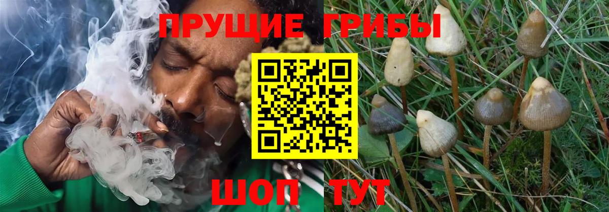Галлюциногенные грибы GOLDEN TEACHER Алушта